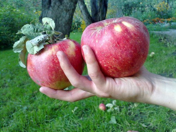  Μεγάλα φρούτα μήλων ενός βαθμού Aport