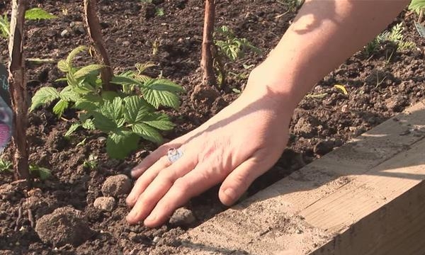  After planting, raspberries must be cut, watered, mulch the soil