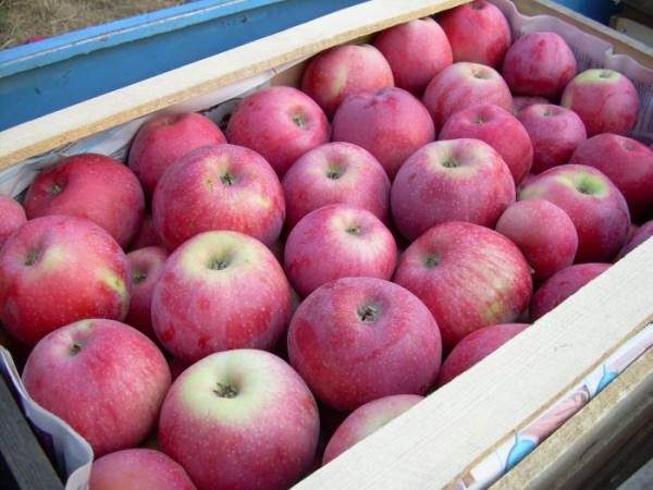  Ябълките трябва да се съхраняват в дървени кутии на хладно място.