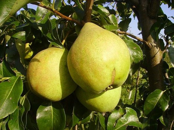  Ripe och saftiga frukter av päron Bara Maria, mogna i september