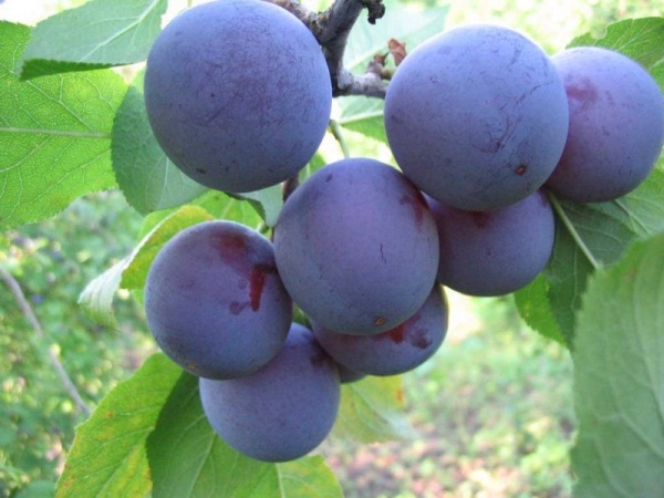  Grade Blue plum