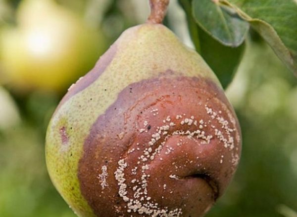  Varför päron ruttnar på ett träd: ta reda på orsaken och eliminera den