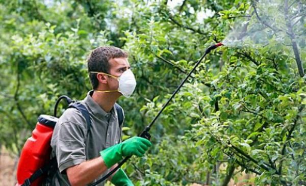  Лечение на ябълкови дървета с химически и биологични агенти