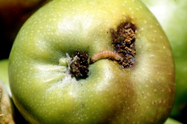  Падане на червеи яде ябълки