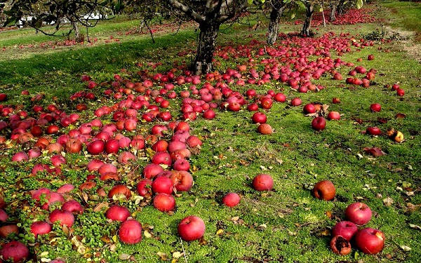  Αιτίες της πτώσης του μήλου