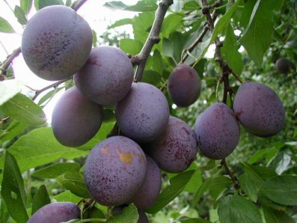  Plum Masha - fructe mari, rezistente la îngheț, fără pretenții la compoziția solului