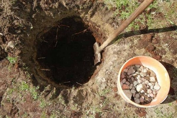  Ein Loch für die Birnenpflanzung graben