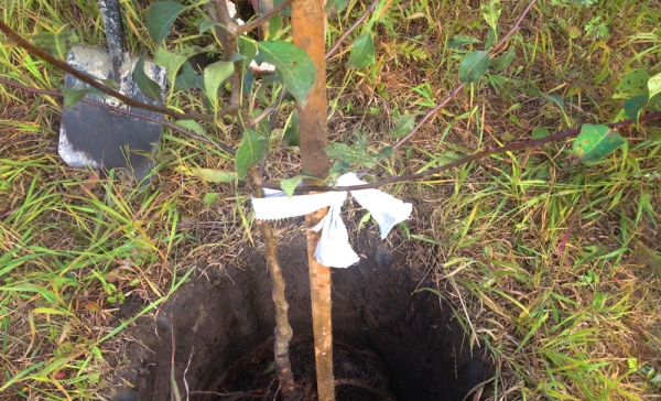  Quando piantate piantine di pera in memoria di Yakovlev, prestate attenzione alla posizione del colletto della radice: dovrebbe essere 5-6 cm sopra il livello del suolo