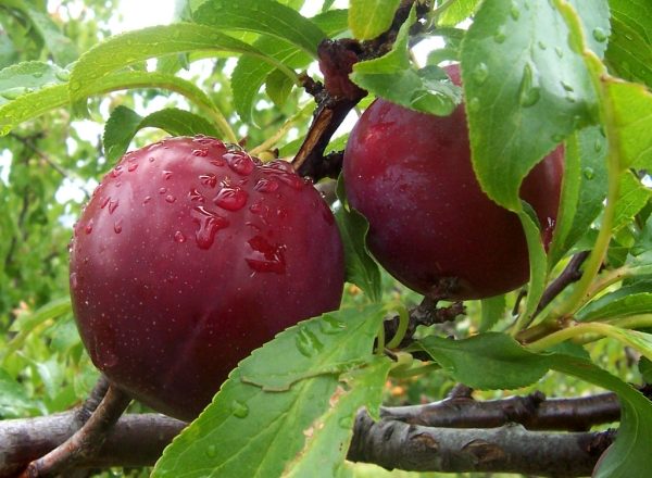  Olika Plommon Candy: beskrivning och specifikationer, plantering och vård