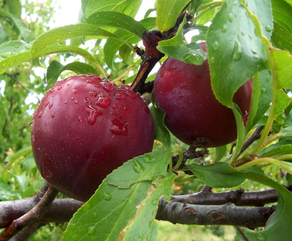  Varietate de bomboane de prune: descriere și specificații, plantare și îngrijire