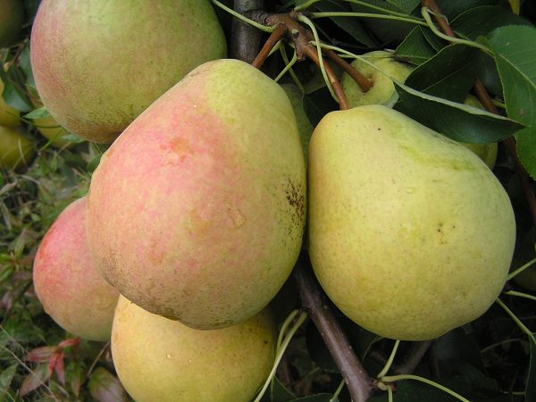  Ώριμα φρούτα από ένα veles αχλάδι σε ένα δέντρο