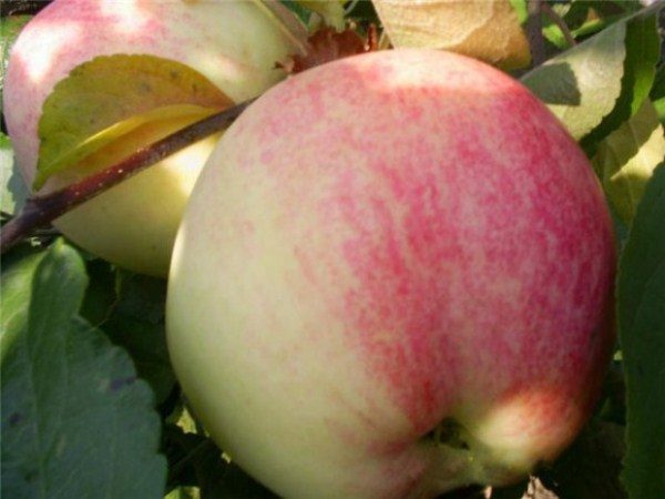  Bellefleers de maçã chinesa trazem uma colheita constante