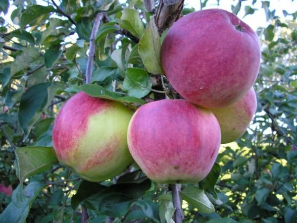 Variety Welsey ocorreu pela reprodução da cereja-da-maçã siberiana