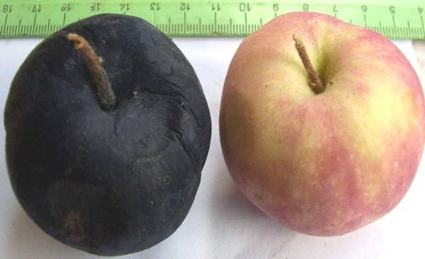  Здравословен ябълков и черен рак