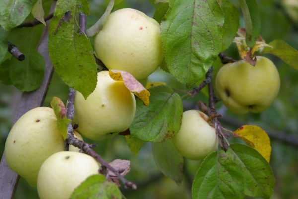  As maçãs da variedade Antonovka são coletadas para armazenamento no final de setembro e início de outubro.