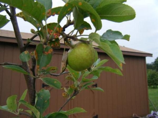  Sintomas de ferrugem nas folhas de maçã