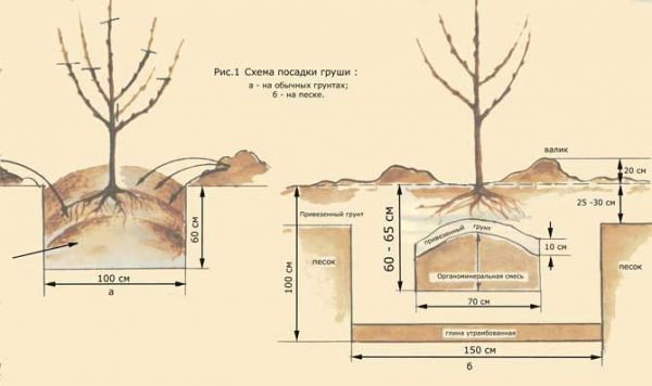  Schema de plantare a perelor în pământ