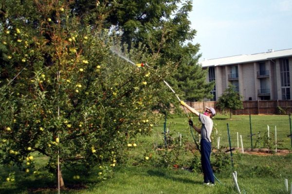  Пръскане на ябълкови дървета за борба с гъбични заболявания