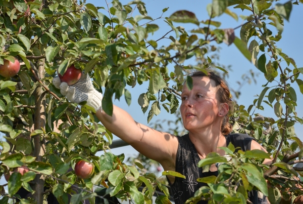  Você pode coletar maçãs para armazenamento em setembro ou outubro