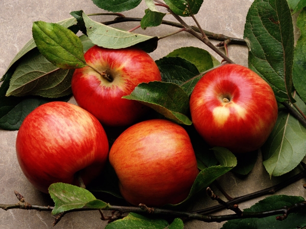  Ябълковото дърво - най-често срещаното дърво на земята, всеки от сортовете от неговия състав е ценен