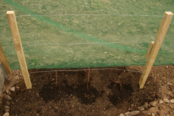 Escolha um local ensolarado com solo fértil para o plantio de framboesas.