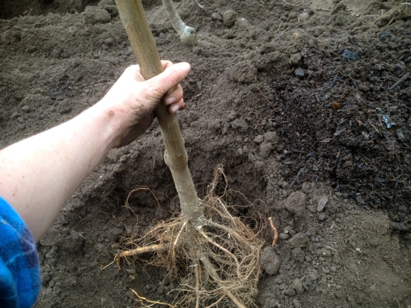  Imediat după plantare, un soi de pere de marmură este udat abundent și mulched cu fân, rumeguș sau iarbă.