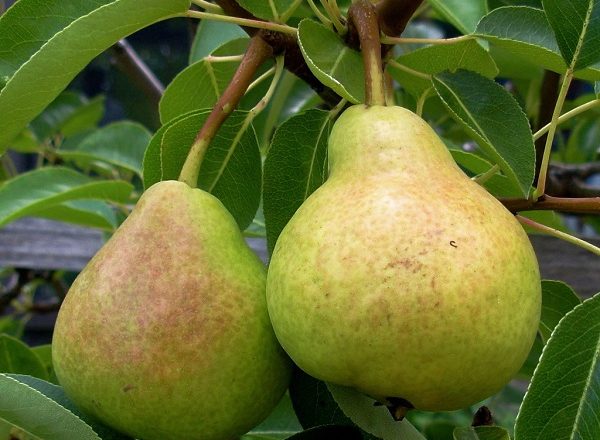  Ποικιλία των Veles Pears