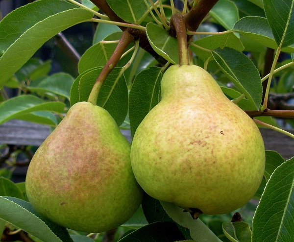  Soiul Veles Pears