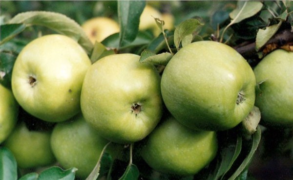  Μήλα ποικιλίας Semerenko
