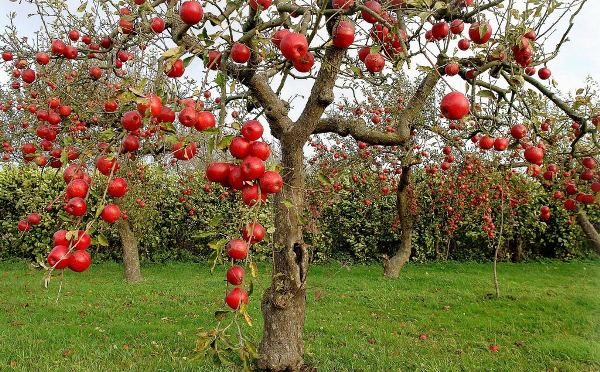  Variedades de macieiras Welsey tem um tamanho pequeno e frutas vermelhas