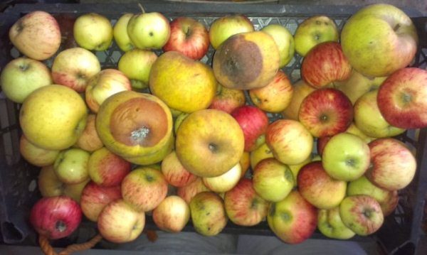  Плодовото гниене се разпространява дори при съхранение на ябълки
