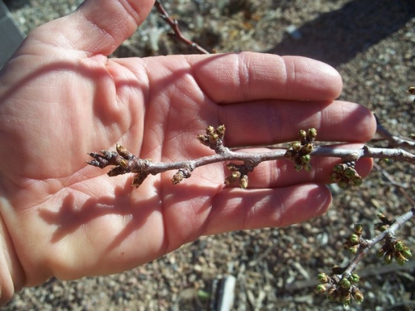  Variedade de ameixas Espinhos se reproduzem bem dividindo rizomas, sementes e estacas de raiz