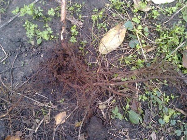  Reproducerea cojilor de rădăcină de zmeură