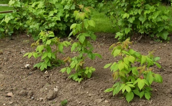  Det är möjligt att plantera hallon genom lapp, grävning, buskmetod.