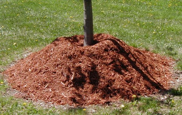  Mulcirea ajută la saturarea solului și a sistemului de rădăcini cu oxigen