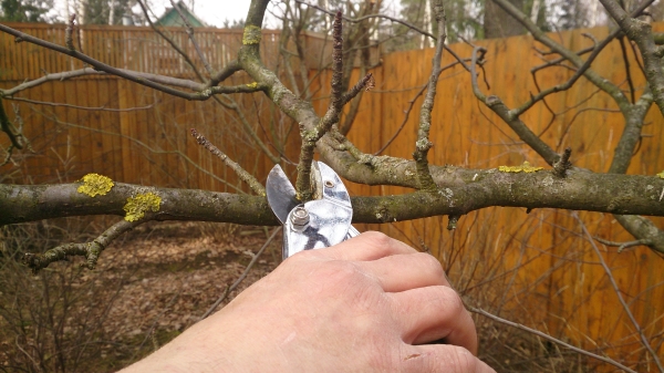  Autumn pruning is a rejuvenating procedure for an aging pear tree.