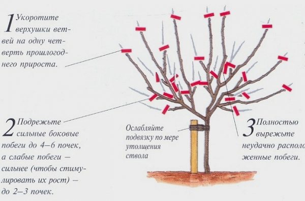  Schemă de tăiere arbori de măslini