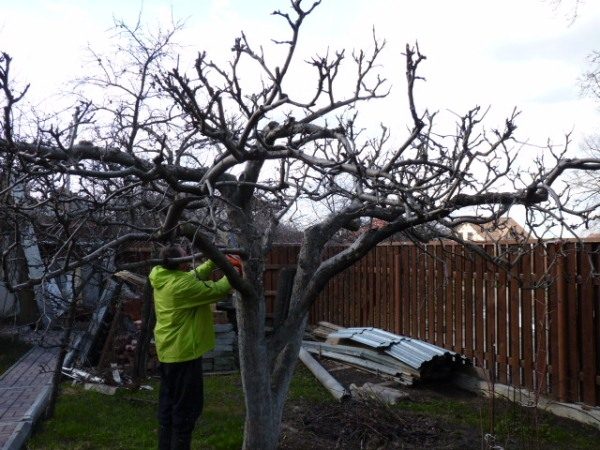  Подрязването на старо ябълково дърво се извършва само със здраво дърво.
