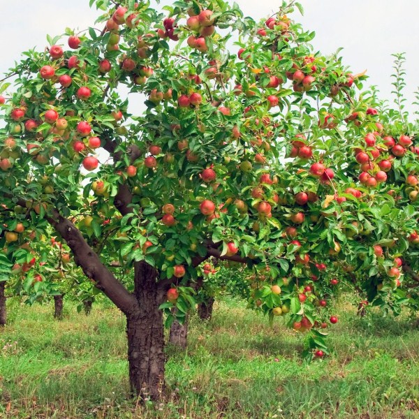  É possível formar uma coroa de maçã de alta qualidade em poucos anos.