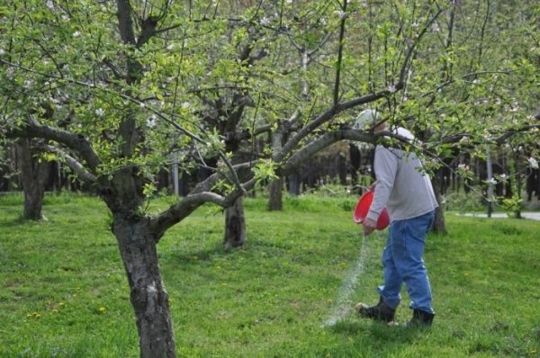  Άνοιξη - χρόνος για τη διατροφή των δέντρων μήλων
