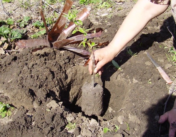  Авростовската роса се нуждае от круша, която да бъде засадена в началото на октомври или в края на април.