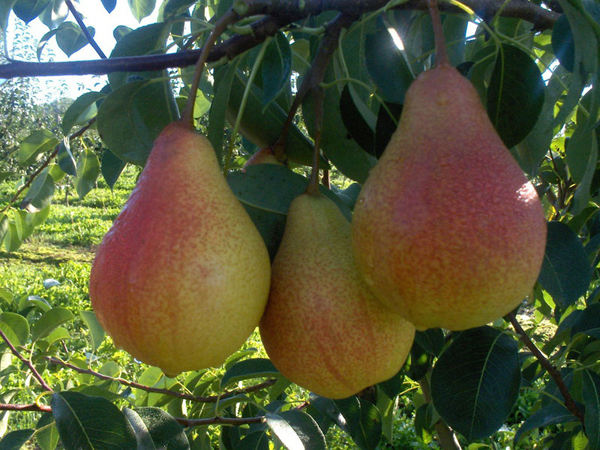  Pear fructe