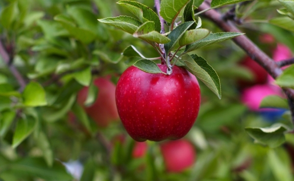  När och hur man planterar äpplen: användbara tips och stegvisa instruktioner