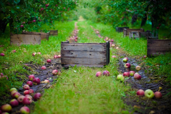  Πώς και πότε να συλλέγετε μήλα για αποθήκευση για το χειμώνα: συμβουλές