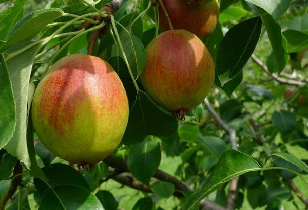  Frutos de la variedad de pera Krasuli.