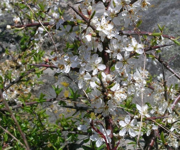  Antes de florescer, os espinhos florescem profusamente em abril e maio. As flores da planta são pequenas, brancas