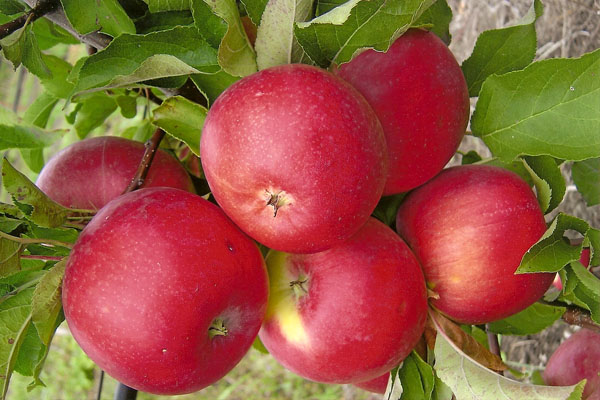  Frukt av Apple Tree Welsey