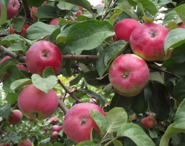  Οι ποικιλίες μήλων Borovinka είναι ανεπιτήδευτες