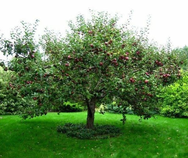  Vương miện dày là nguyên nhân thường xuyên vỡ của các chi nhánh theo trọng lượng của trái cây và lượng mưa