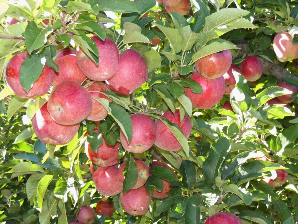 Ябълките от сорта Jonathan се събират през второто десетилетие на септември.
